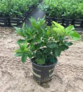 Lemon Harvey Bush